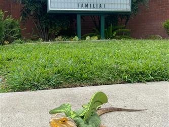 bearded dragon in front of school sign