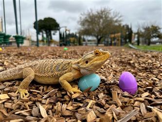 Bearded dragon with plastic eggs